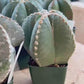 Large Astro Cactus White Kabuto (#XL6) | Very Rare From Japan | Myriostigma Cactus | Echeveria