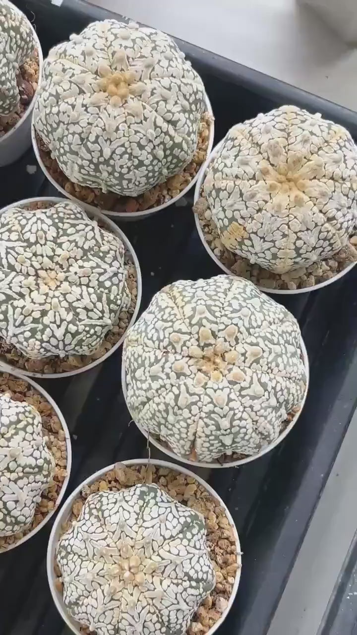 Custom Order- We’ll send you the exact live plant pictured (T9) (g6) | American Plant Seller | 3" Pot